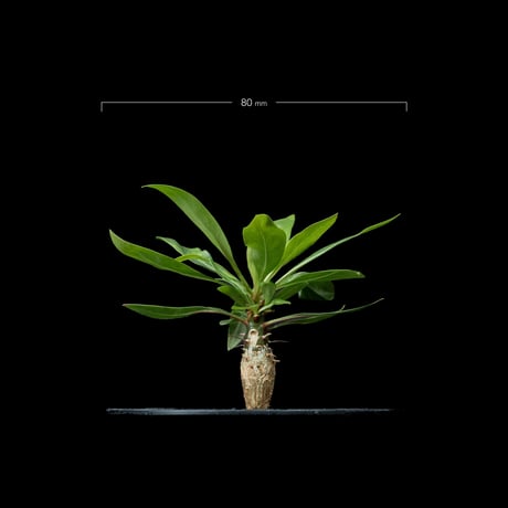 フォークイエリア プルプシー / Fouquieria purpusii #1