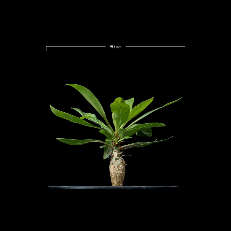 フォークイエリア プルプシー / Fouquieria purpusii #1 | Ducks