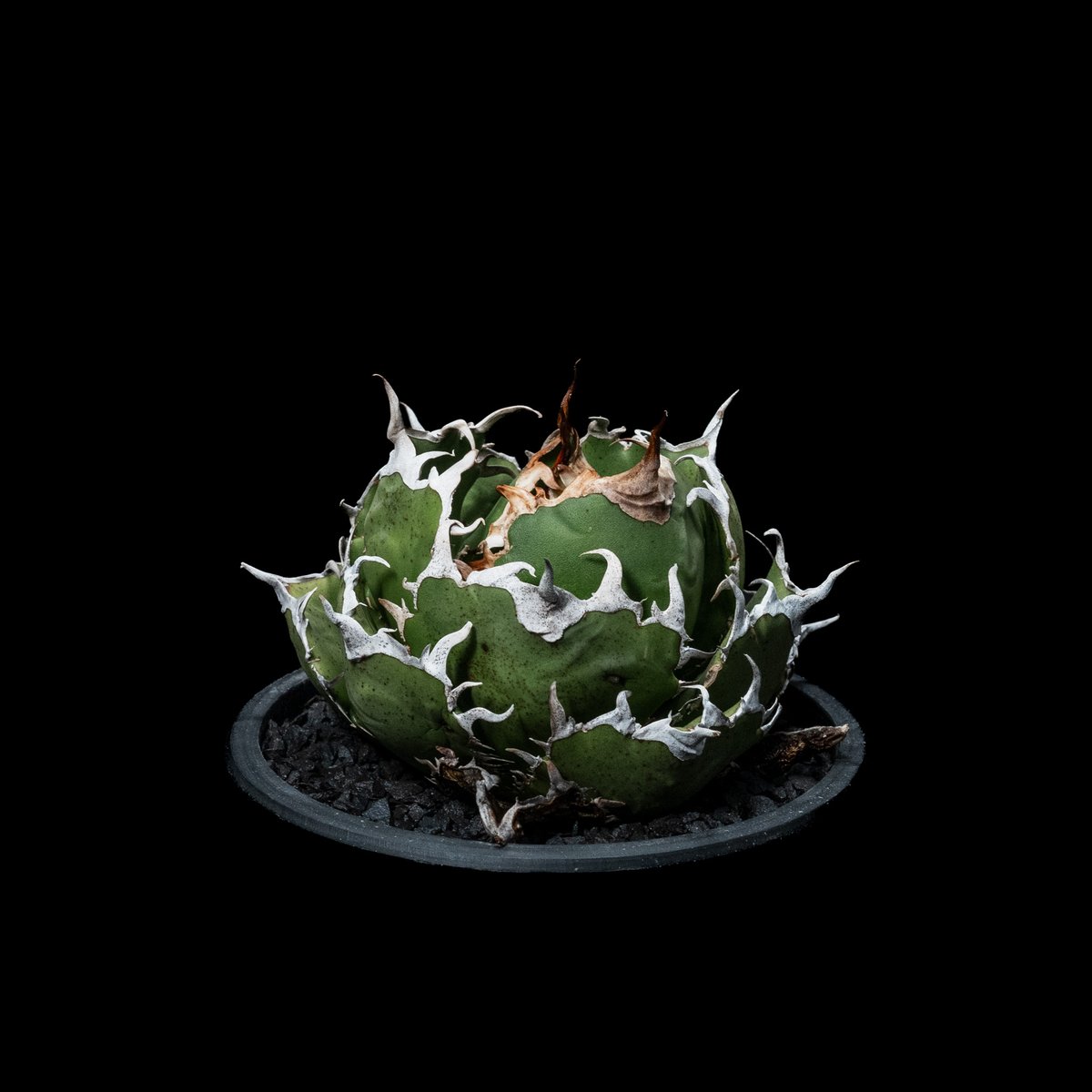 titanota 白鯨 アガベ Agave 抜き苗 titanota 白鯨 アガベ Agave 抜き苗
