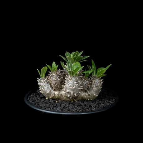 パキポディウム デンシカウレ / Pachypodium densicaule #15