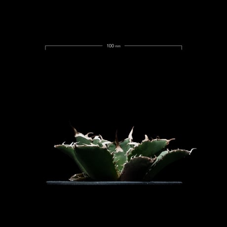 アガベ チタノタ 白鯨 / Agave titanota ‘White Whale’ #10