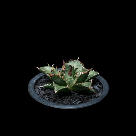 アガベ チタノタ 姫厳竜 / Agave titanota ‘Dwarf’ #8