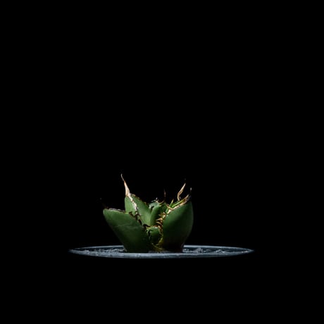 アガベ チタノタ 熊猫 / Agave titanota ‘Panda’ #2
