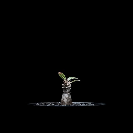 パキポディウム グラキリス / Pachypodium rosulatum var. gracilius #5