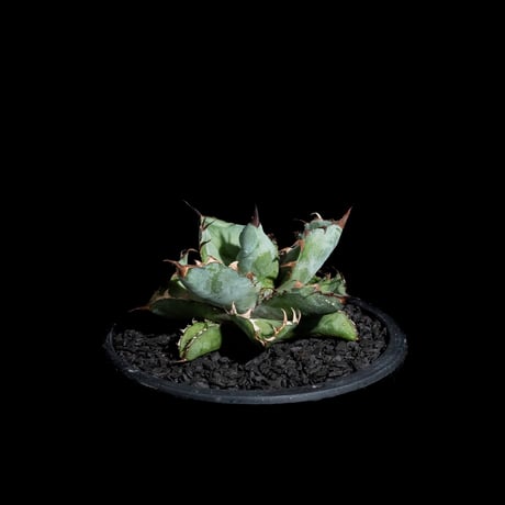 アガベ チタノタ ブラック&ブルー / Agave titanota ‘Black & Blue’ #19