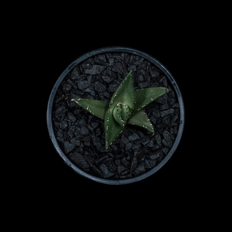 アガベ チタノタ ハデス / Agave titanota 'Hades' #5 | D アガベ チタノタ ハデス / Agave titanota 'Hades' #5 | D