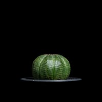 ユーフォルビア オベサ / Euphorbia obesa #21