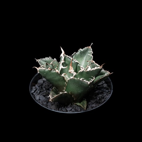 アガベ チタノタ 白鯨 / Agave titanota ‘White Whale’ #4