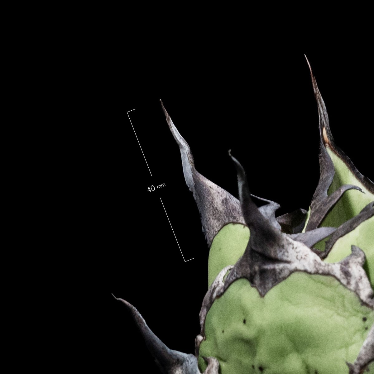 アガベ チタノタ ハデス / Agave titanota 'Hades' #2 | Duck アガベ チタノタ ハデス / Agave titanota 'Hades' #2 | Duck