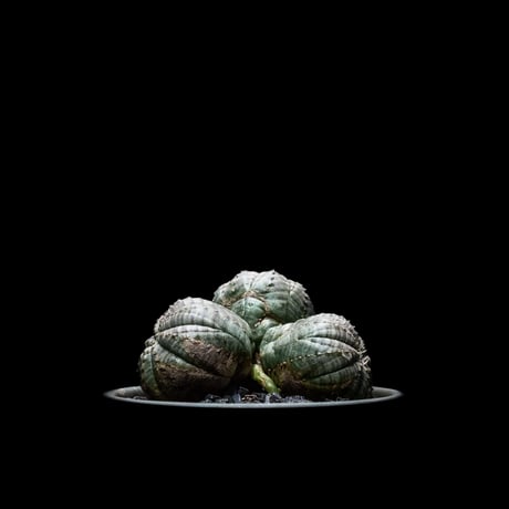 ユーフォルビア オベサ [多頭タイプ] / Euphorbia obesa f.caespitosa #3