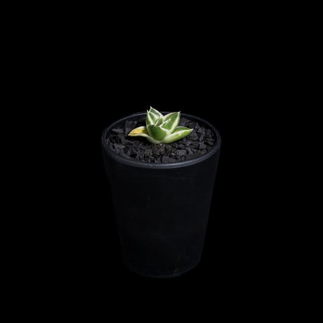アガベ 王妃笹の雪 A型 白覆輪斑 ピンキー / Agave filifera var. compacta 'Pinky' #1