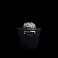 アストロフィツム アステリアス / Astrophytum asterias #7