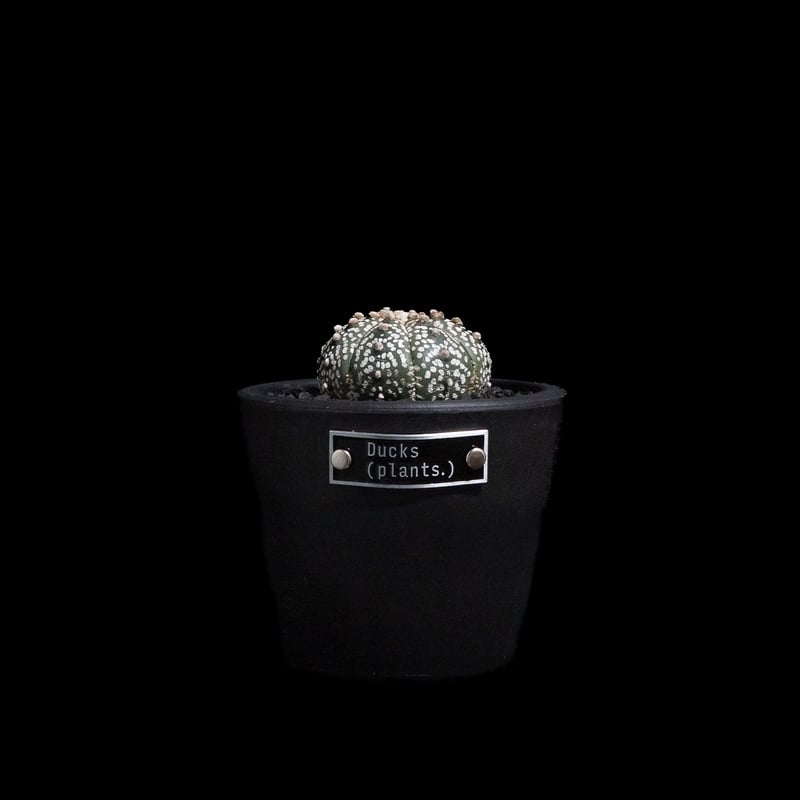アストロフィツム アステリアス / Astrophytum asterias #7 | Duc