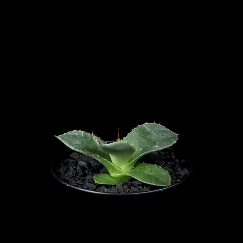 アガベ パリー トルンカータ / Agave parryi var. truncata #5
