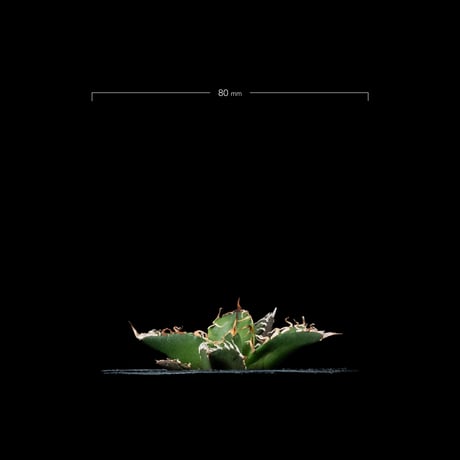 アガベ チタノタ シーザー / Agave titanota ‘Caesar’ #43