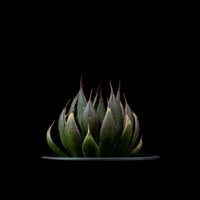 アガベ 王妃笹の雪 A型 白覆輪斑 ピンキー / Agave filifera var. co