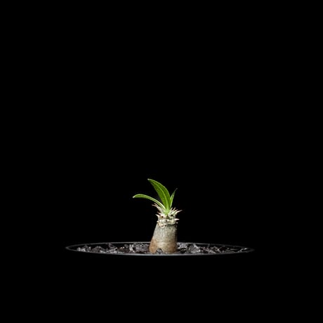 パキポディウム グラキリス / Pachypodium rosulatum var. gracilius #3