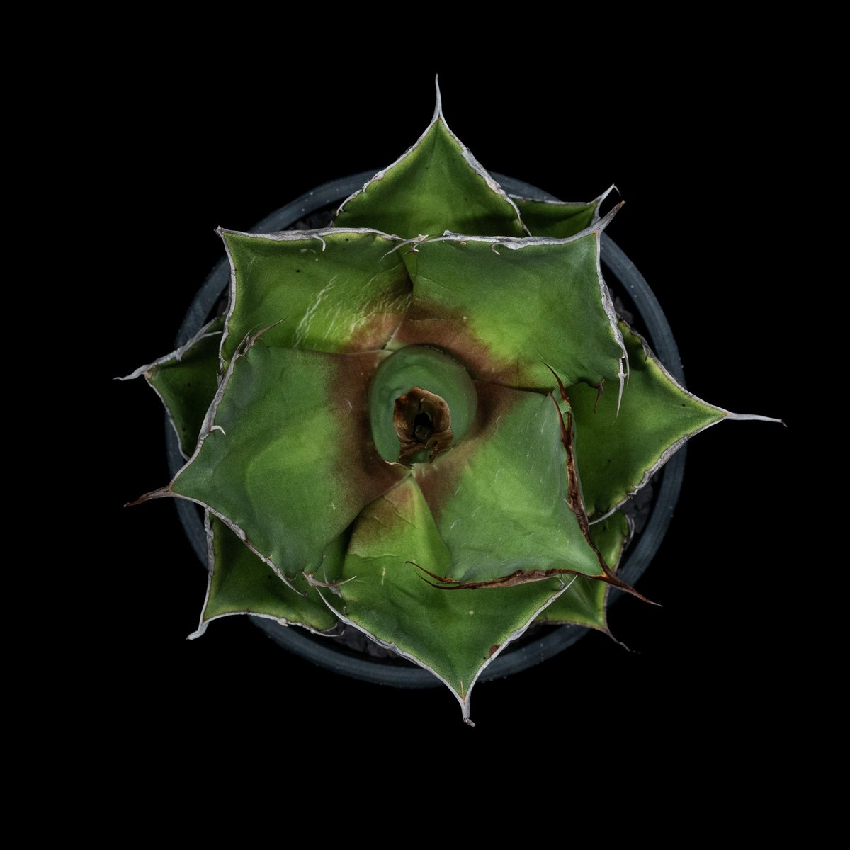 アガベ チタノタ 黒豹・ダイヤモンド / Agave titanota 'Black