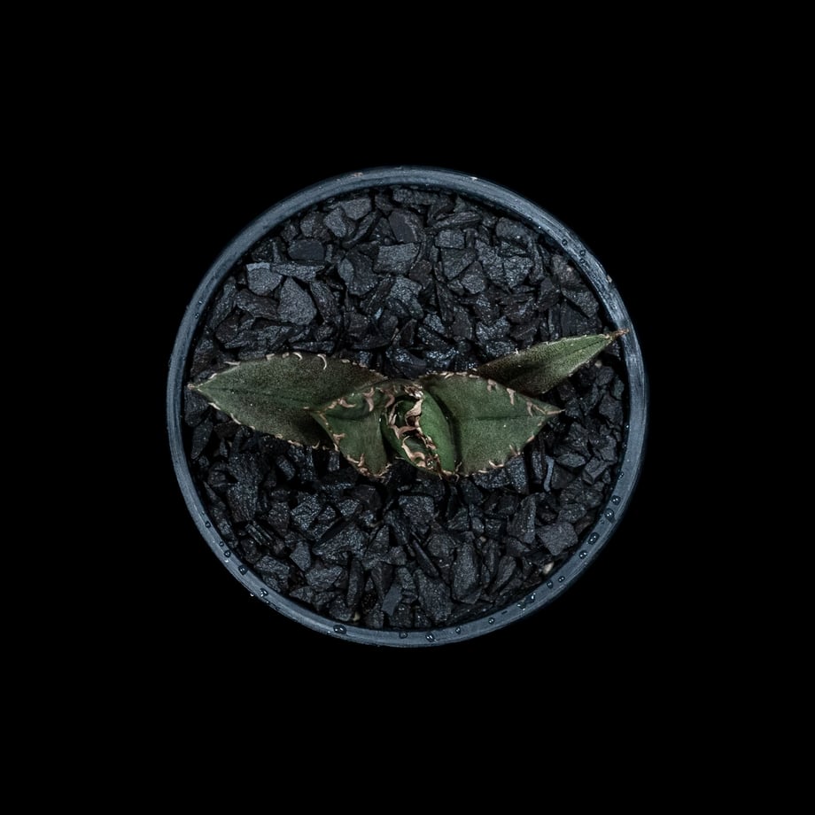 64faa4f6294039002d32c9d6