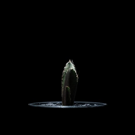 アガベ チタノタ 白鯨 / Agave titanota ‘White Whale’ #19