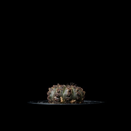 ギムノカリキウム 瑞昌玉 [黒刺タイプ] / Gymnocalycium stellatum var. kleinianum