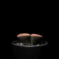 リトープス 紫褐紫勲玉 / Lithops lesliei var.rubrobrunnea