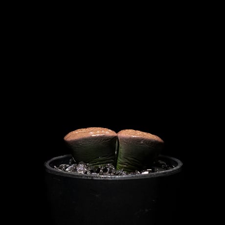 リトープス 紫褐紫勲玉 / Lithops lesliei var.rubrobrunnea