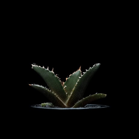 アガベ チタノタ 白鯨 / Agave titanota ‘White Whale’ #25
