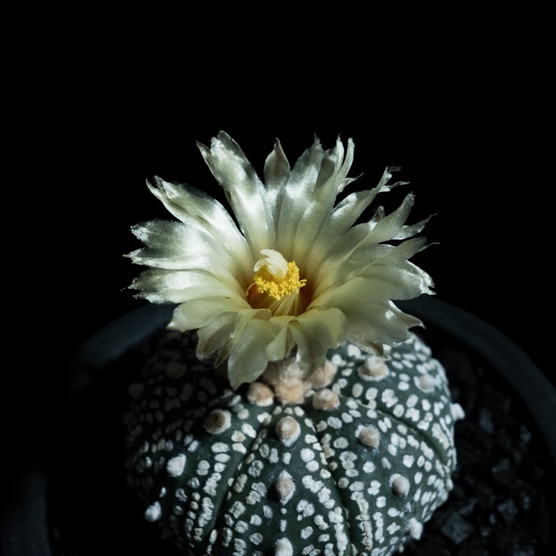アストロフィツム アステリアス / Astrophytum asterias #13 | Du