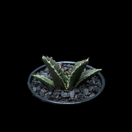 アガベ チタノタ 白鯨 / Agave titanota ‘White Whale’ #18