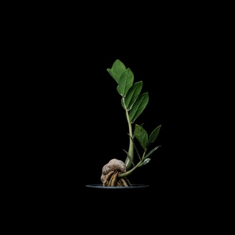 ザミオクルカス ザミフォーリア / Zamioculcas zamiifolia #1