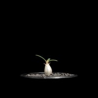 パキポディウム グラキリス / Pachypodium rosulatum var. gracilius #62
