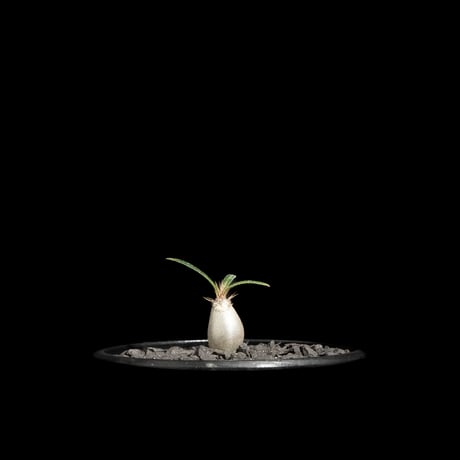 パキポディウム グラキリス / Pachypodium rosulatum var. gracilius #62