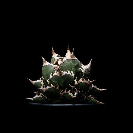 アガベ チタノタ レッド・キャットウィーズル / Agave titanota ‘Red Catweazle’ #3