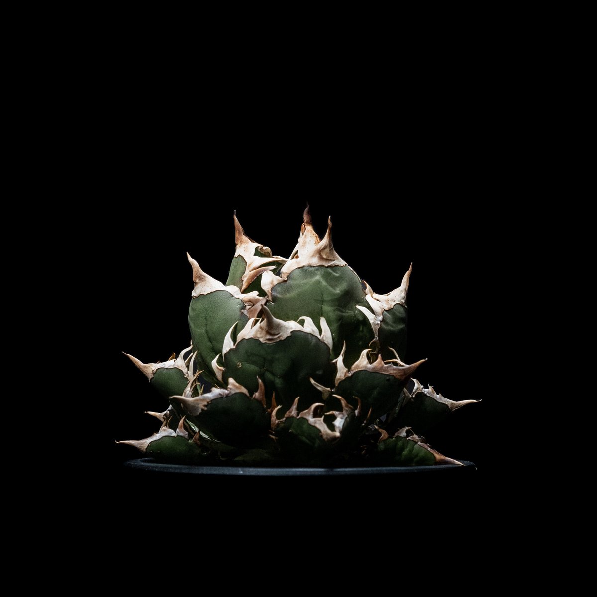 アガベ チタノタ レッド・キャットウィーズル / Agave titanota