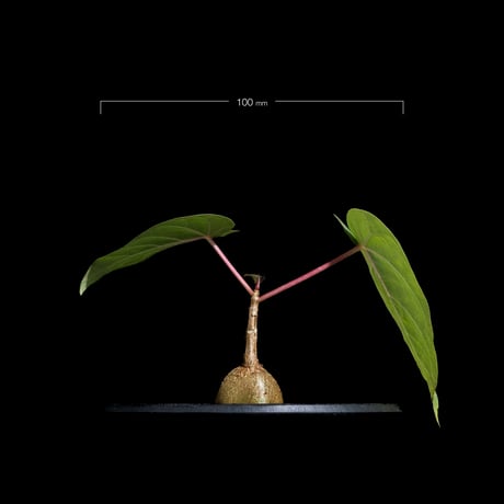 フィカス ペティオラリス / Ficus petiolaris #1