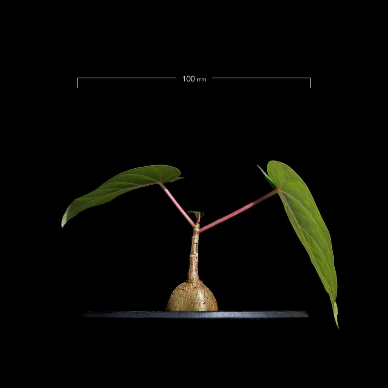 フィカス ペティオラリス / Ficus petiolaris #1 | Ducks ( pl