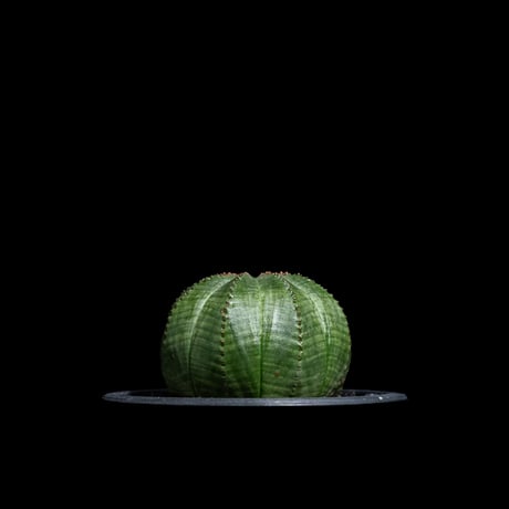 ユーフォルビア オベサ / Euphorbia obesa #21