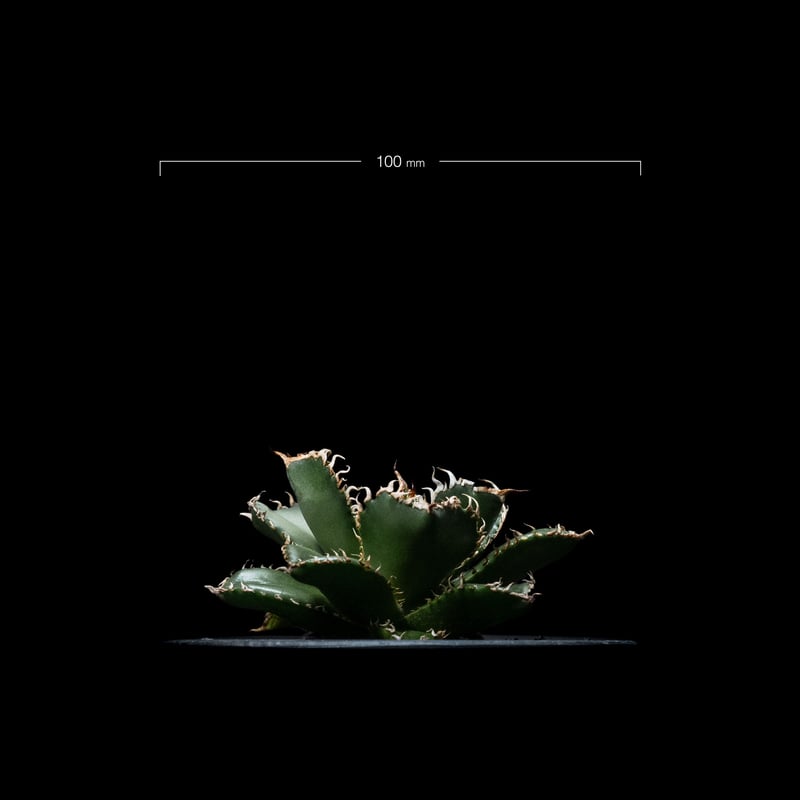 アガベ チタノタ フィリグリー Filigree 圓葉拇指 アガベ チタノタ フィリグリー (圓葉拇指) / Agave titanota