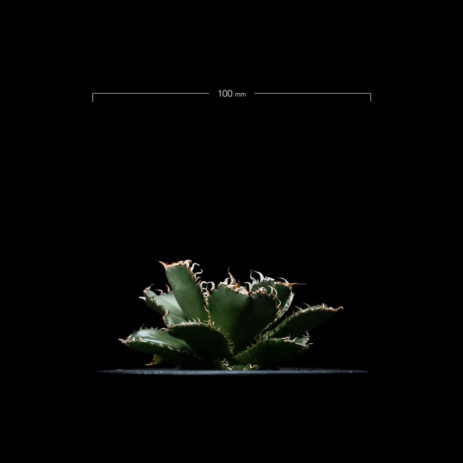 6535d005c347021e4a3825c4