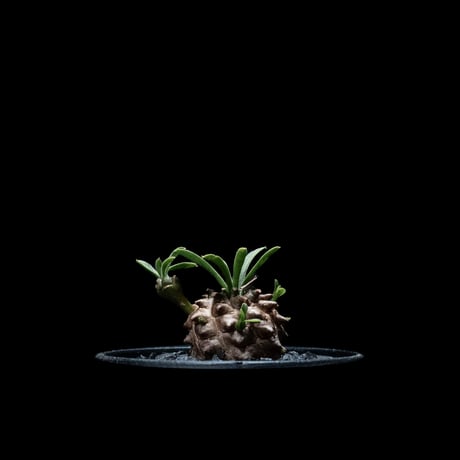 ユーフォルビア 峨眉山 / Euphorbia ‘Gabizan’ #4