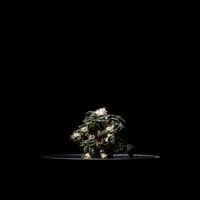 ユーフォルビア トゥレアレンシス / Euphorbia tulearensis