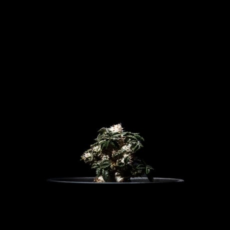 ユーフォルビア トゥレアレンシス / Euphorbia tulearensis