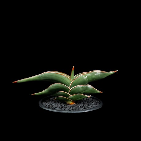 サンセベリア ロリダ / Sansevieria rorida #1