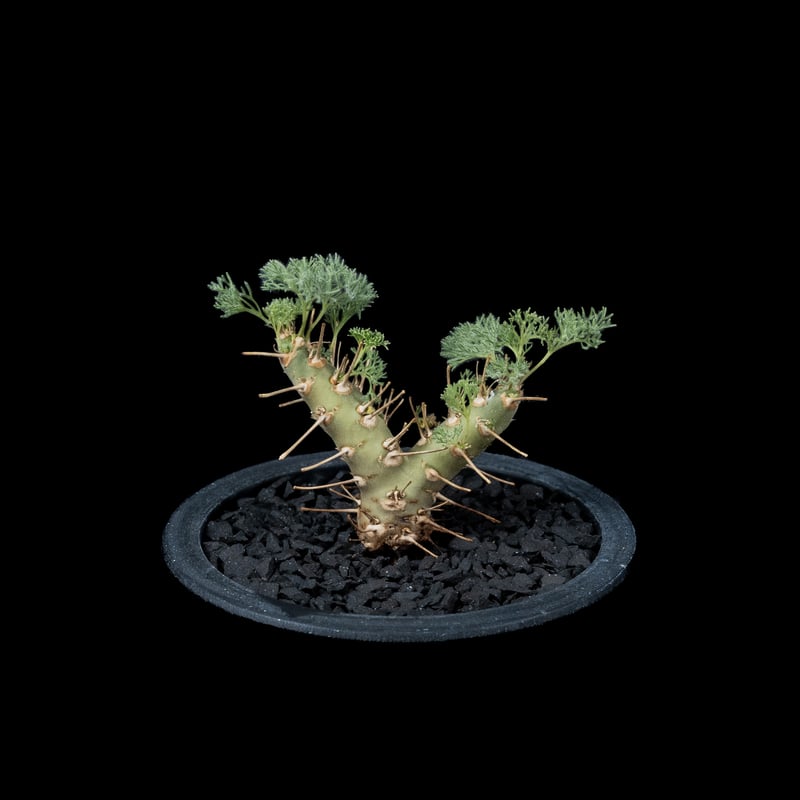 実生3年目】モンソニア ヘレー 