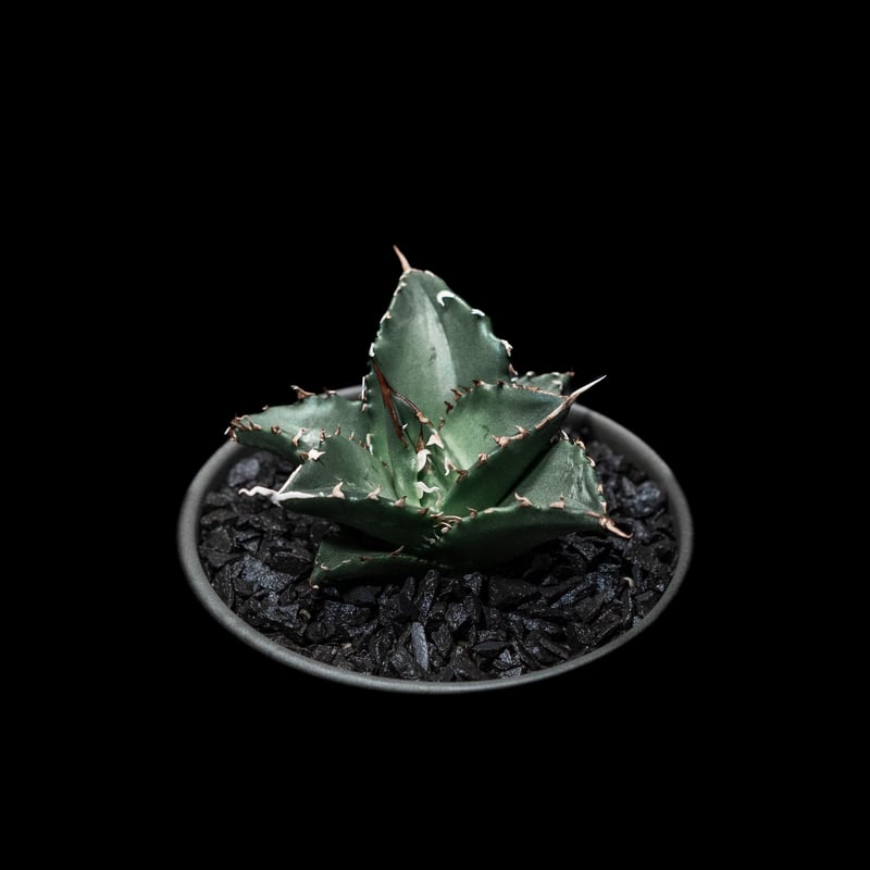 アガベ チタノタ 福建白鯨 狂刺夕映 / Agave titanota