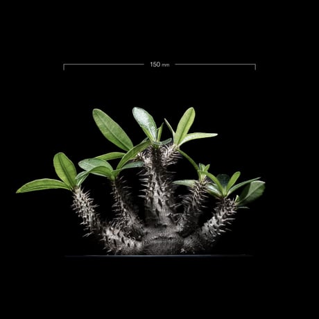 【落葉中】パキポディウム マカイエンセ / Pachypodium makayense
