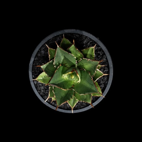 アガベ チタノタ 大島 / Agave titanota ‘Oshima’ #1