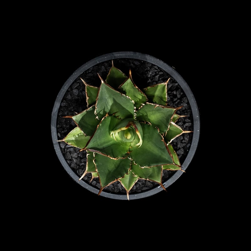 アガベ チタノタ　大島　発根済みです！ アガベ チタノタ 大島 / Agave titanota 'Oshima' #1 | Duck