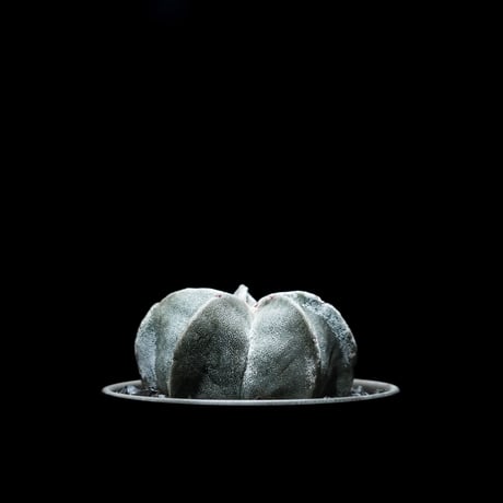 アストロフィツム 鸞鳳玉 / Astrophytum myriostigma